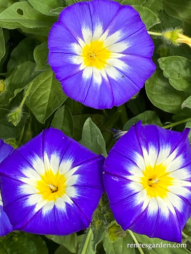 Bush Morning Glory - Heirloom Blue Ensign