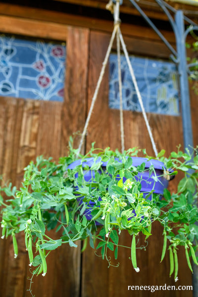 Hanging Basket Snap Peas - Snack Hero