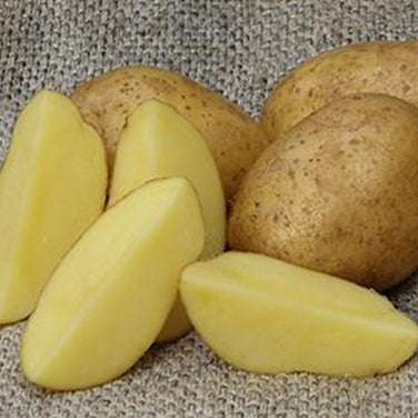Seed Potatoes - Heirloom German Butterball