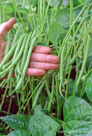 Bush French Filet Beans - Rolande