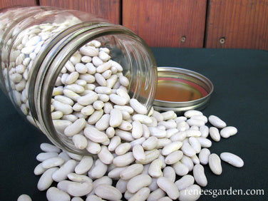 Bush Beans - Heirloom Cannellini