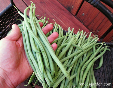 Pole Filet Beans - Seychelles