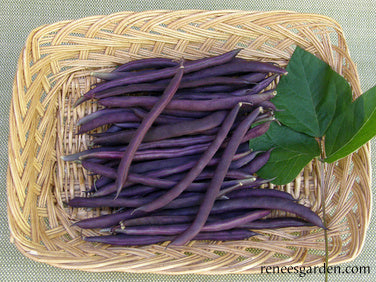 Heirloom Pole Beans - Rich Purple Pod Organic