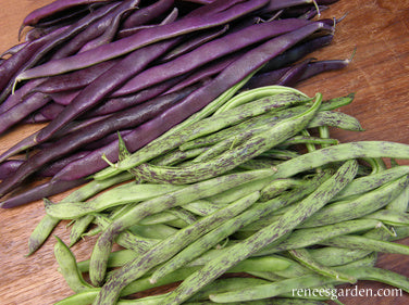 Heirloom Pole Beans - Rattlesnake & Purple Pole