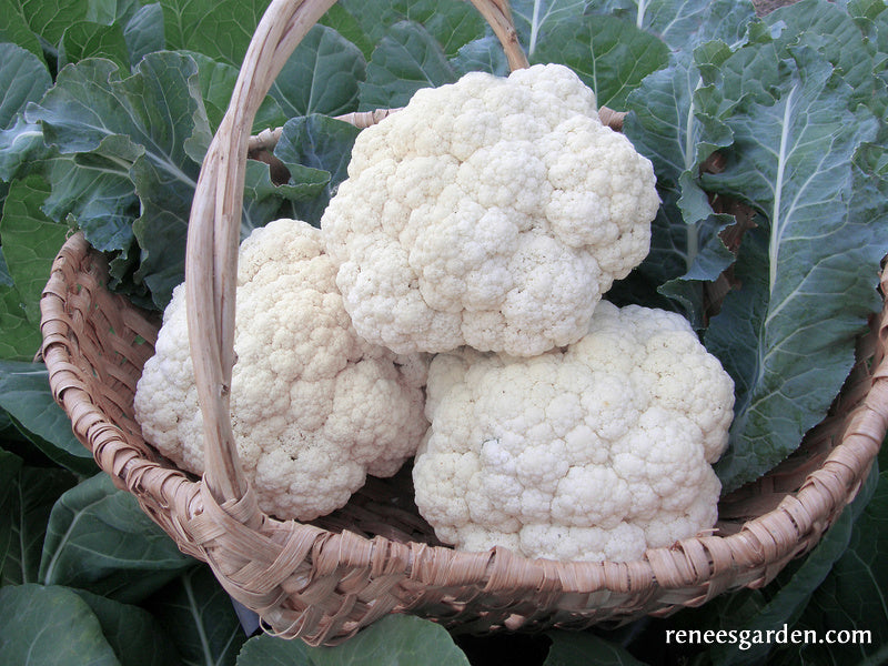 Cauliflower - Amazing Taste