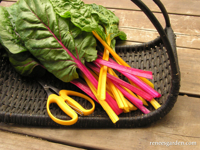 Rainbow Chard - Neon Glow