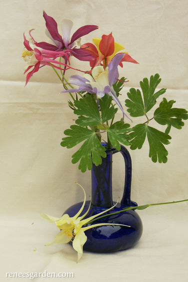 Heirloom Columbines - Mrs. Scott Elliot
