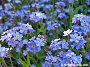 Forget-Me-Nots - Azure Bluebirds