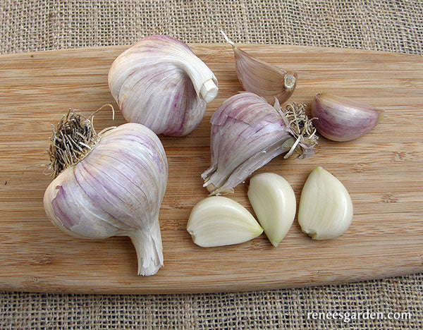 Seed Garlic - German Porcelain Extra Hardy Organic