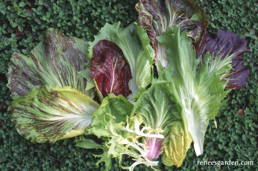 Signature Salads - Crispy Winter Greens