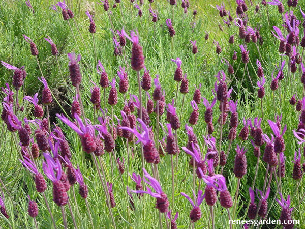 Spanish Lavender - Purple Ribbons