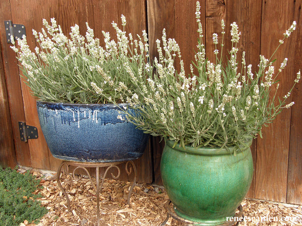 Container Herbs - White Ice Lavender
