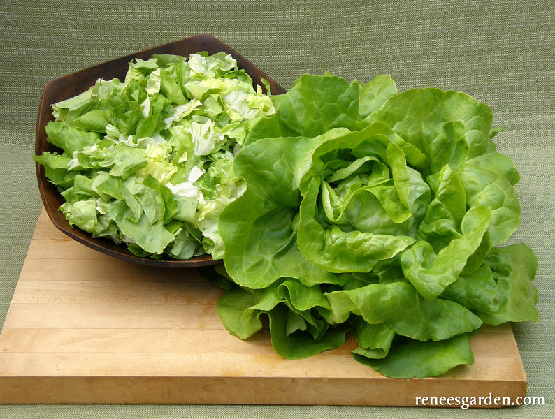Butterhead Lettuce - Rhapsody