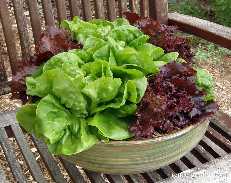 Container Lettuce - Ruby & Emerald Duet