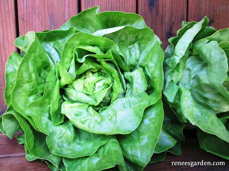 Gourmet Bibb Lettuce - Matilda Organic