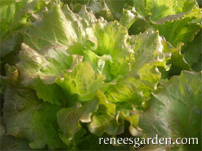 Heirloom Lettuce - Merveille De Quatre Saisons
