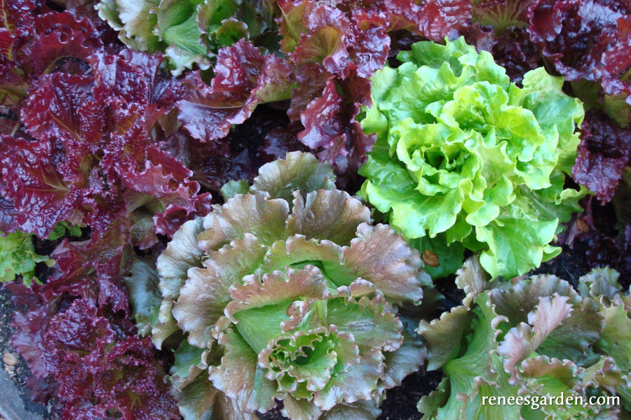 Summer Lettuce Bouquet - European Reds & Greens