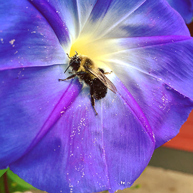Heirloom Morning Glory - Mailbox Mix