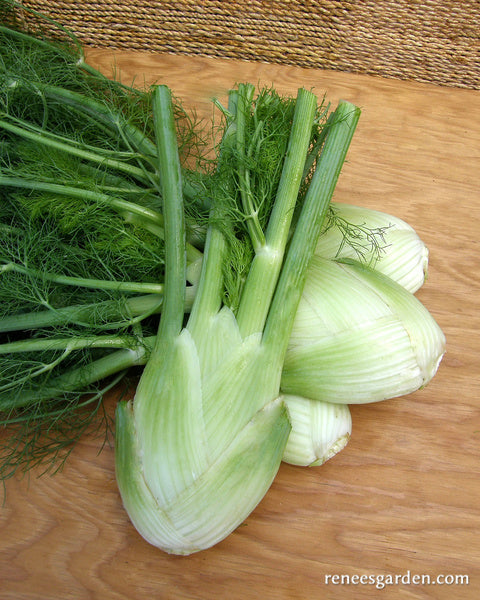 Heirloom Bulbing Fennel - Romanesco Organic