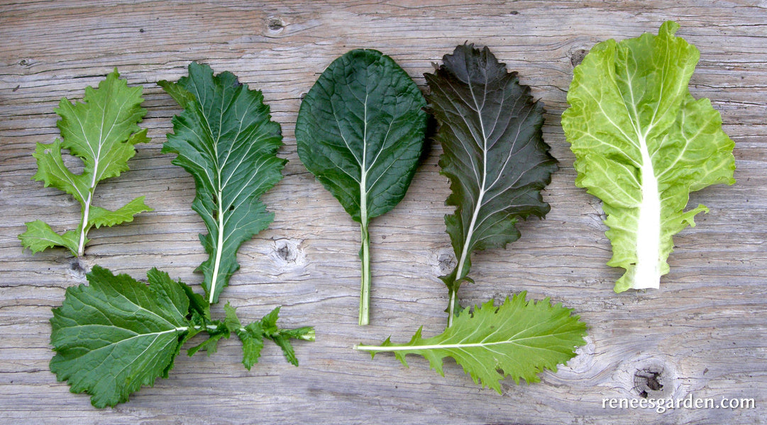 Heirloom Greens - Cut & Come Again Mustards Organic