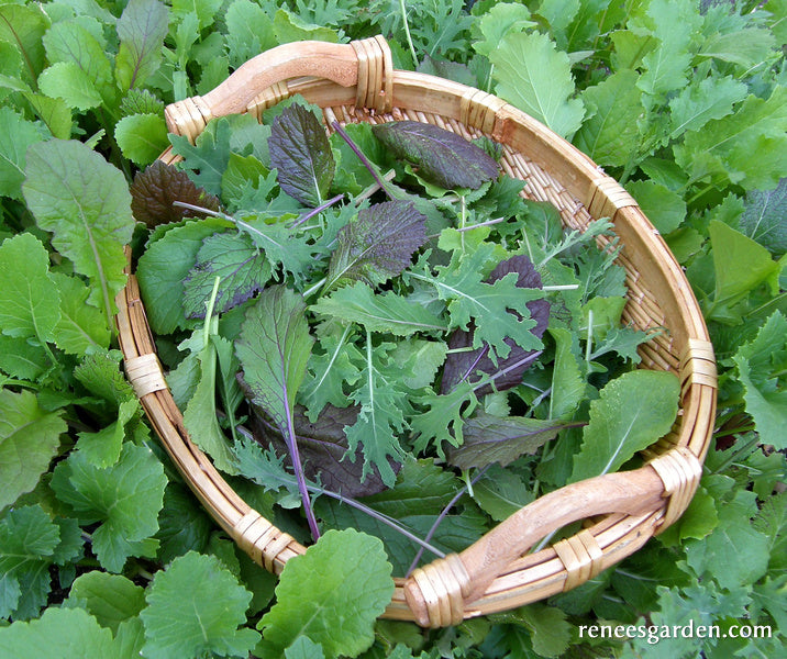 Heirloom Greens - Quick Stirfry Blend Organic