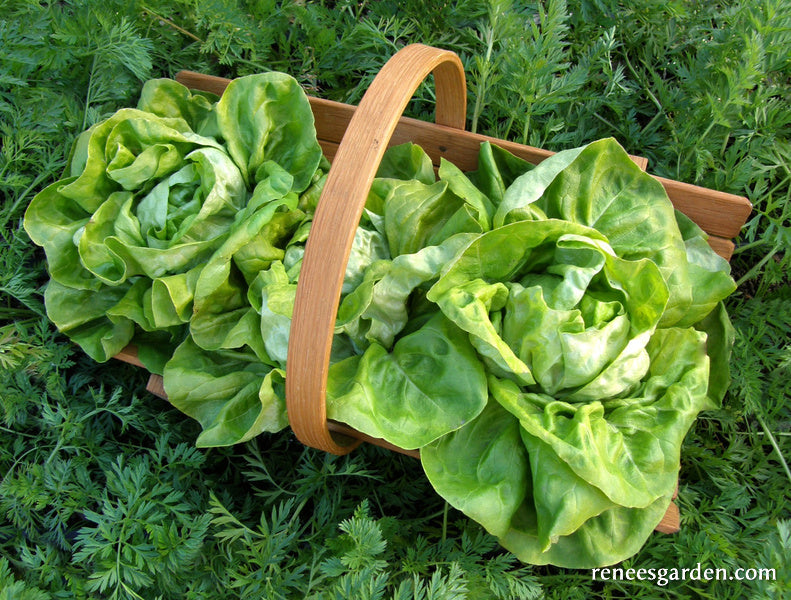 Heirloom Butterhead Lettuce - Kagraner Sommer Organic