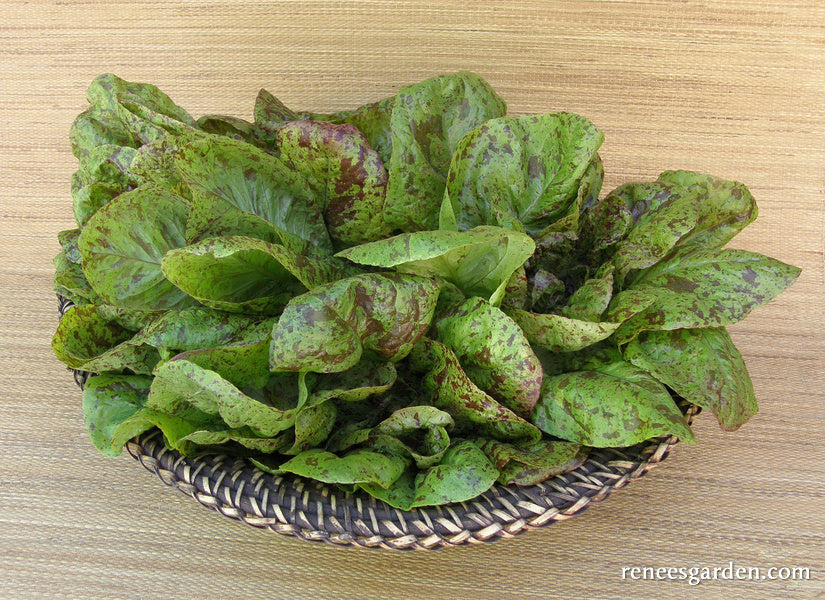 Heirloom Cutting Lettuce - Flashy Trout Back Organic
