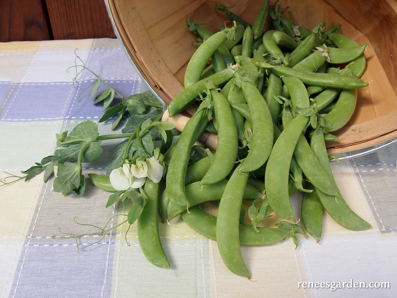 Sugar Snap Peas - Super Sugar Snap