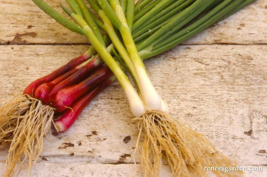 Salad Scallions - Delicious Duo