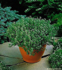 Kitchen Herbs - French Thyme