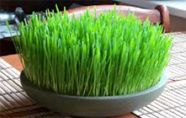 Bonus Pack - Wheatgrass For Juicing Organic