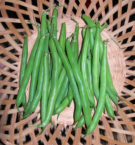 Pickled Basil Beans