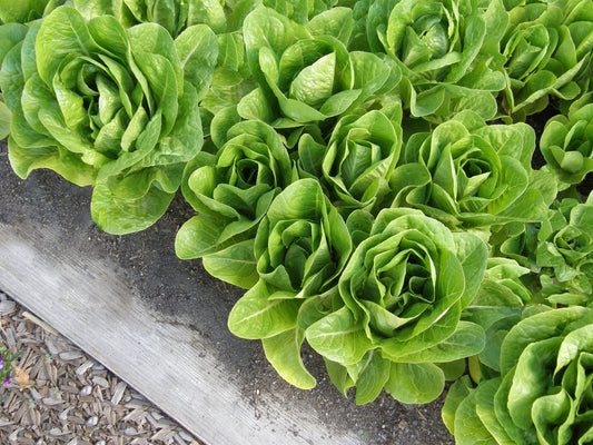 Shepherd's Caesar Salad