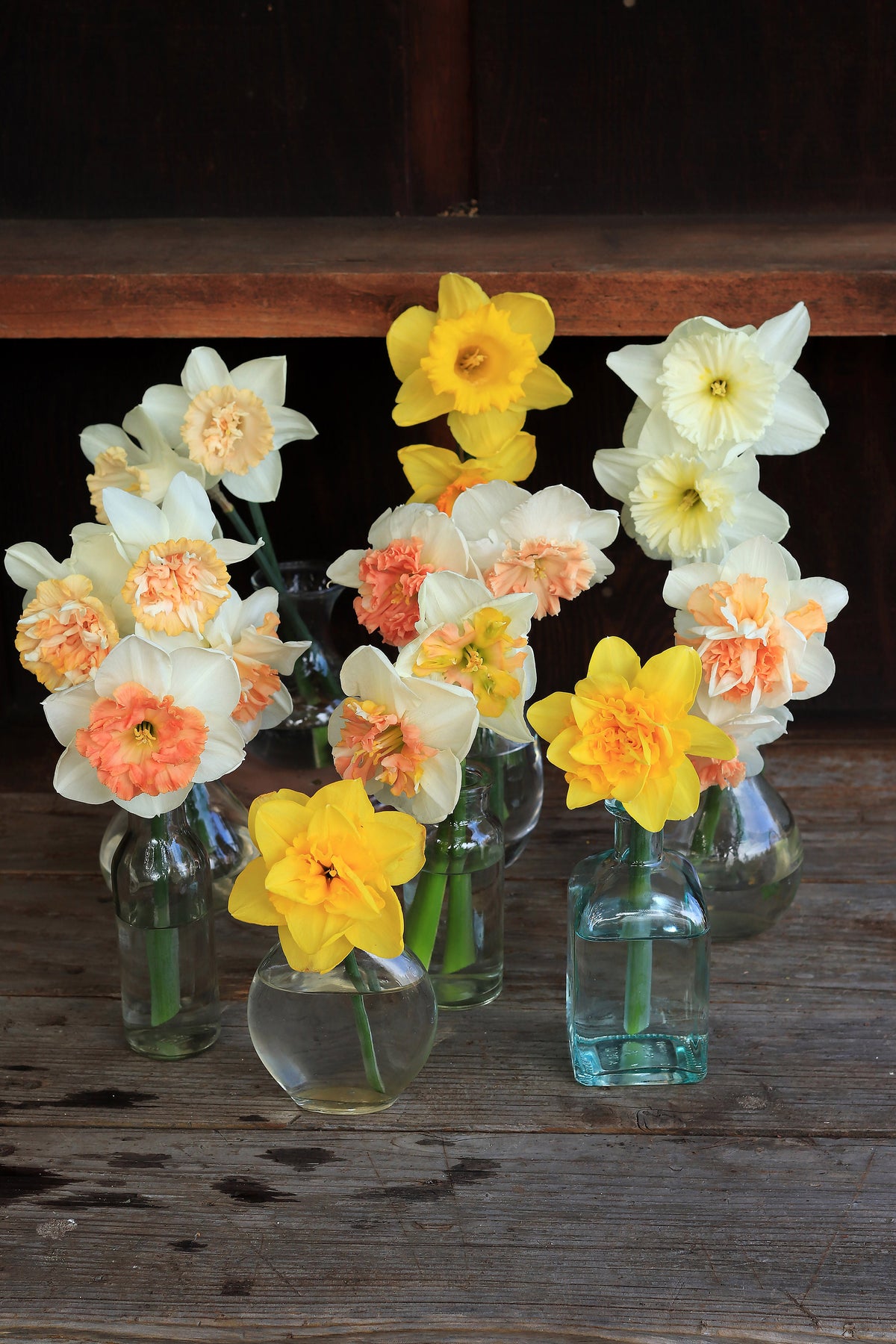 Daffodils