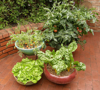 Easy To Grow - The Container Kitchen Garden
