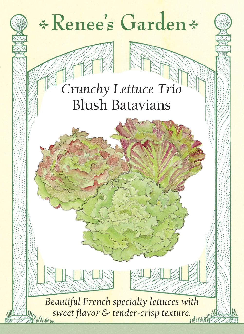 Crunchy Lettuce Trio - Blush Batavians