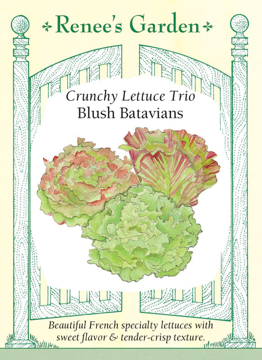 Crunchy Lettuce Trio - Blush Batavians