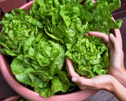 Easy To Grow - The Container Kitchen Garden