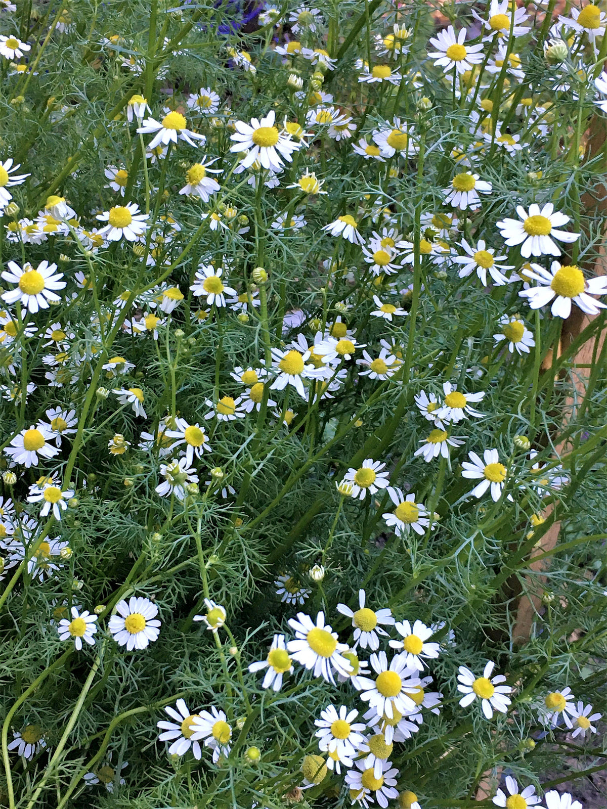 Flowering Herbs - Bodegold Chamomile