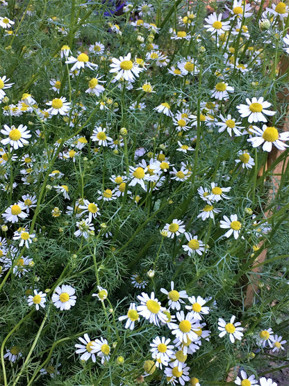 Flowering Herbs - Bodegold Chamomile