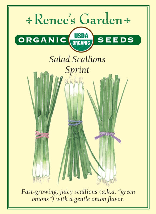 Salad Scallions - Sprint Organic