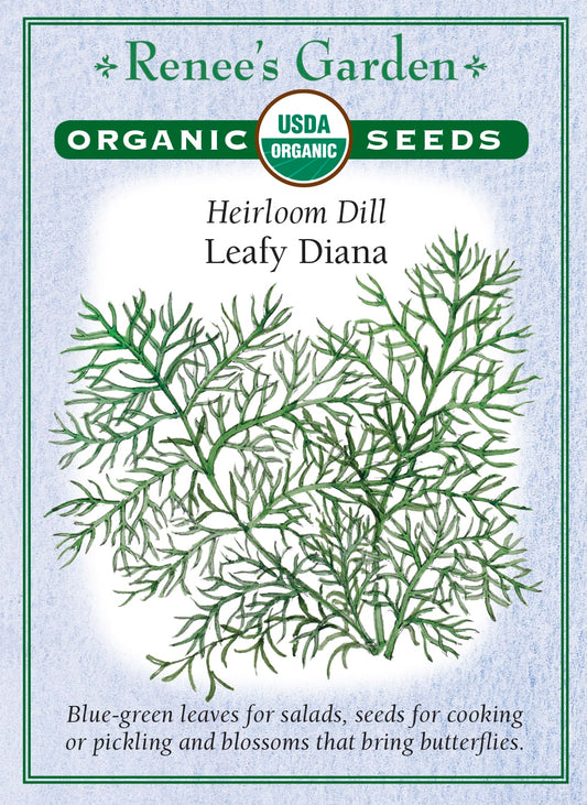 Heirloom Dill - Leafy Diana Organic