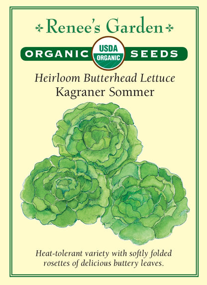 Heirloom Butterhead Lettuce - Kagraner Sommer Organic