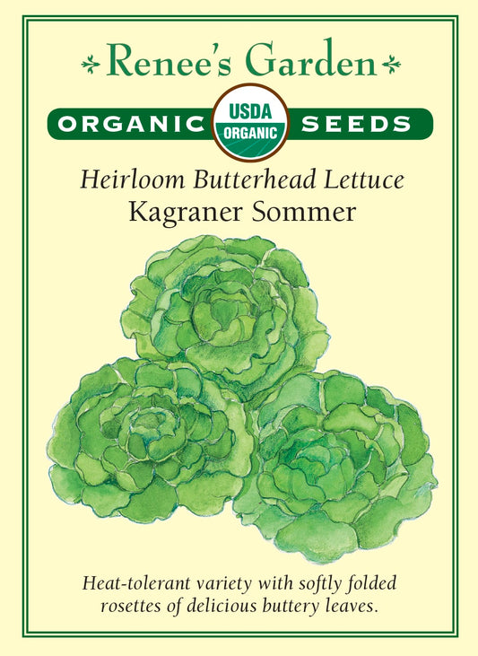 Heirloom Butterhead Lettuce - Kagraner Sommer Organic