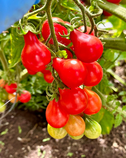Heirloom Cherry Tomato - Little Red Pear Organic