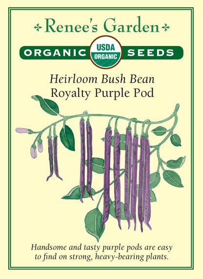 Heirloom Bush Bean - Royalty Purple Pod Organic