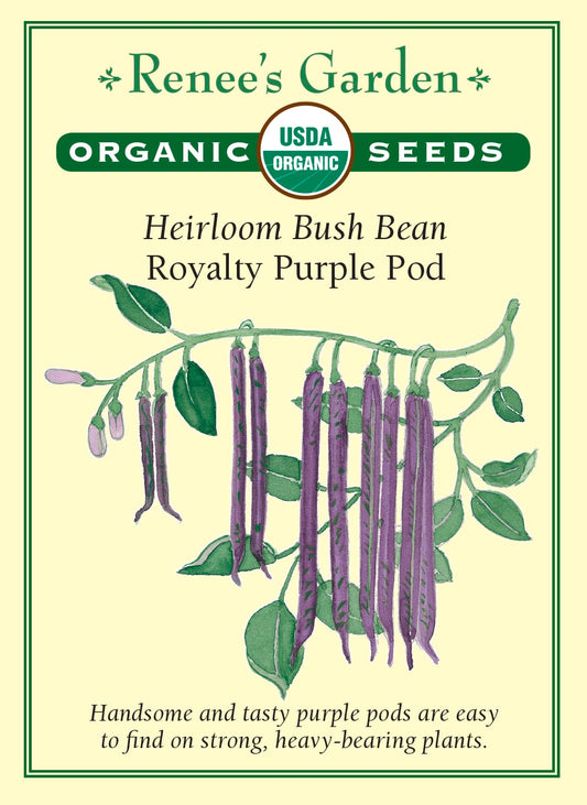 Heirloom Bush Bean - Royalty Purple Pod Organic