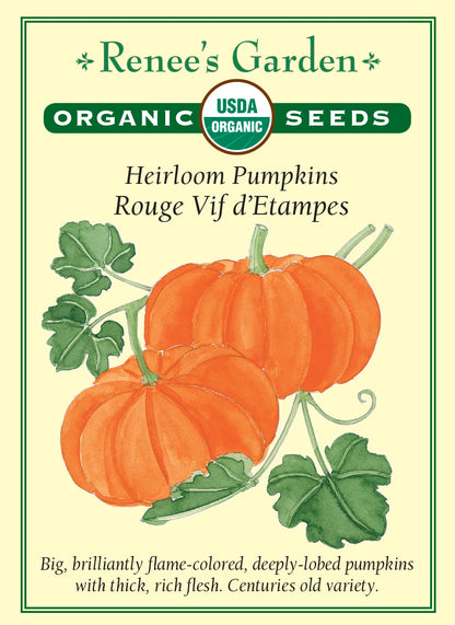 Heirloom Pumpkins - Rouge Vif d'Etampes Organic