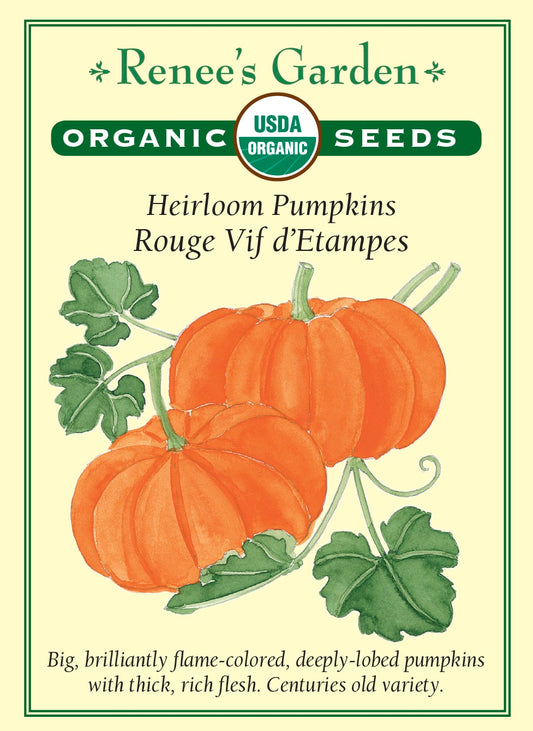 Heirloom Pumpkins - Rouge Vif d'Etampes Organic