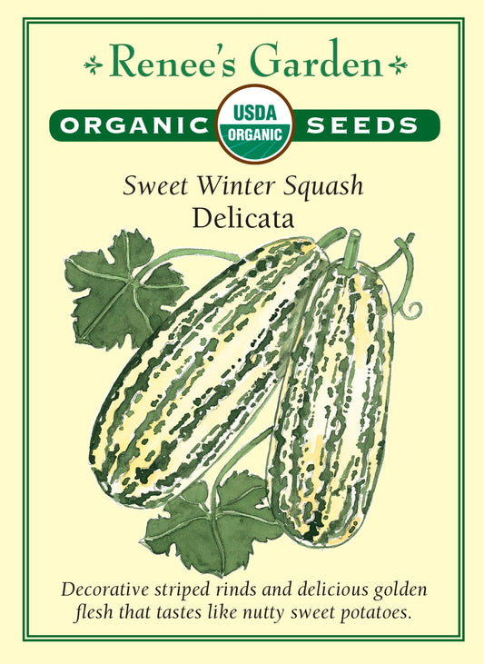 Sweet Winter Squash - Delicata Organic